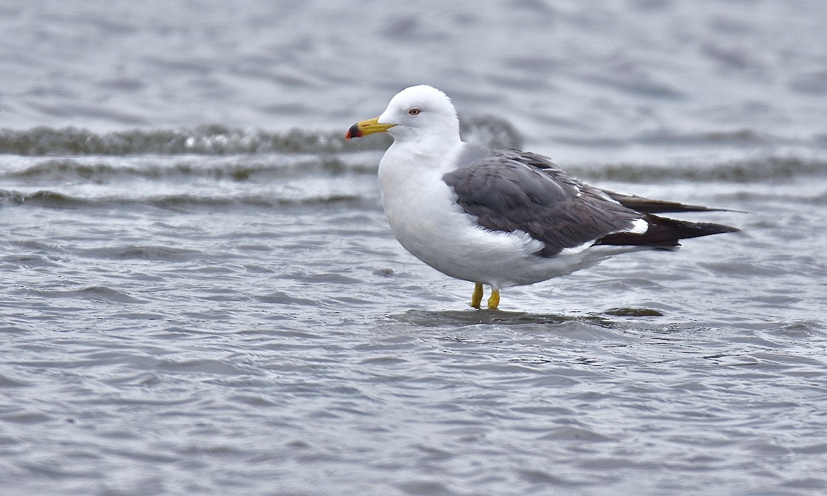 Black-tailed Gull - Nick  Park