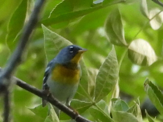 Northern Parula - Dean Angiola