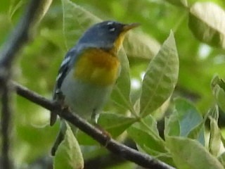 Northern Parula - ML567484411