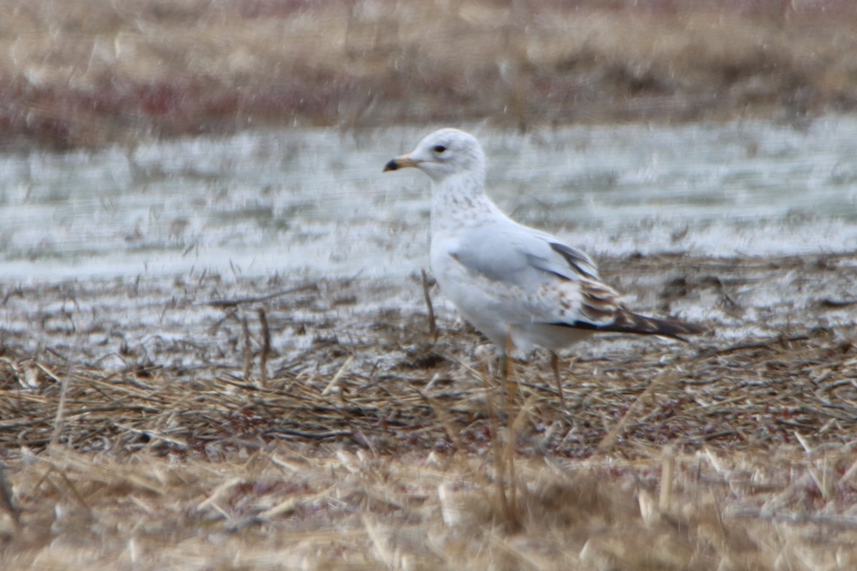 Ring-billed Gull - ML567484491