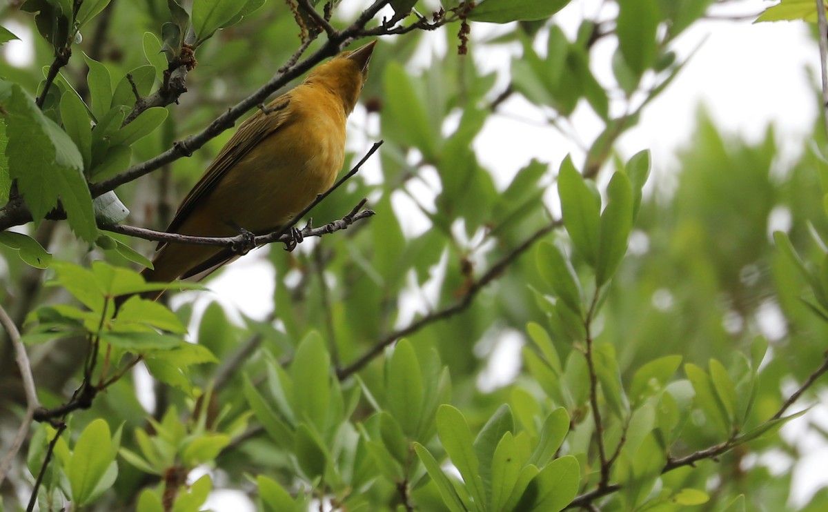 Summer Tanager - Rob Bielawski