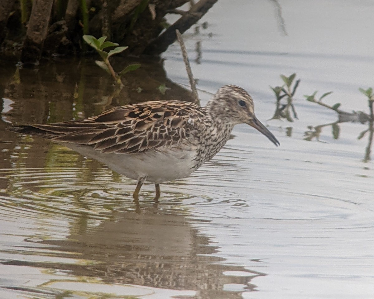 Pectoral Sandpiper - ML567485641