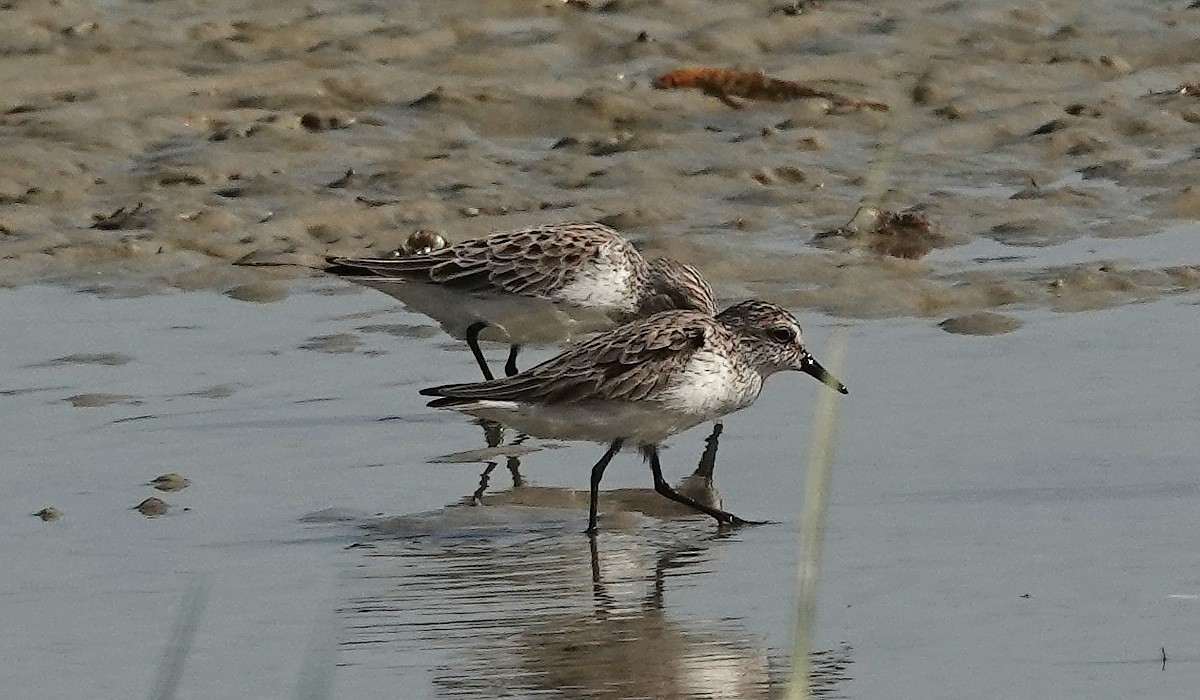 Semipalmated Sandpiper - ML567485681