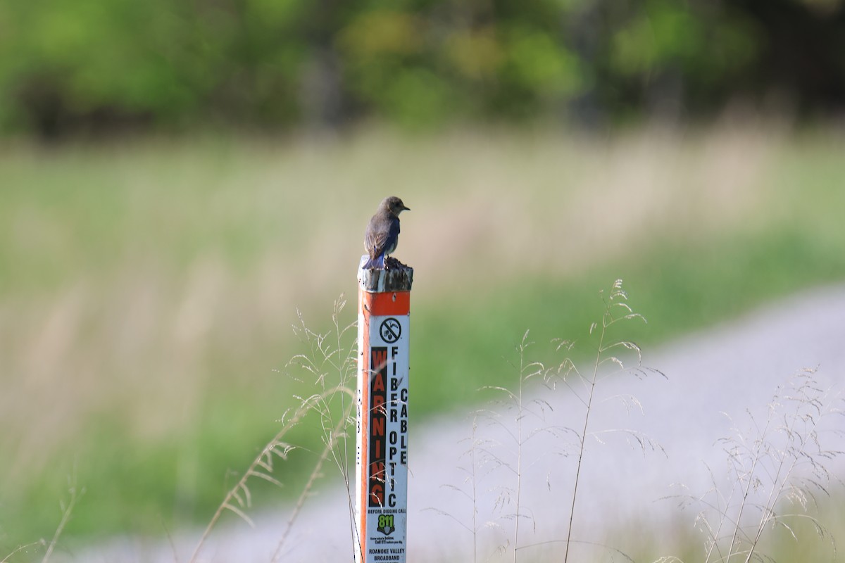 Mountain Bluebird - ML567486201