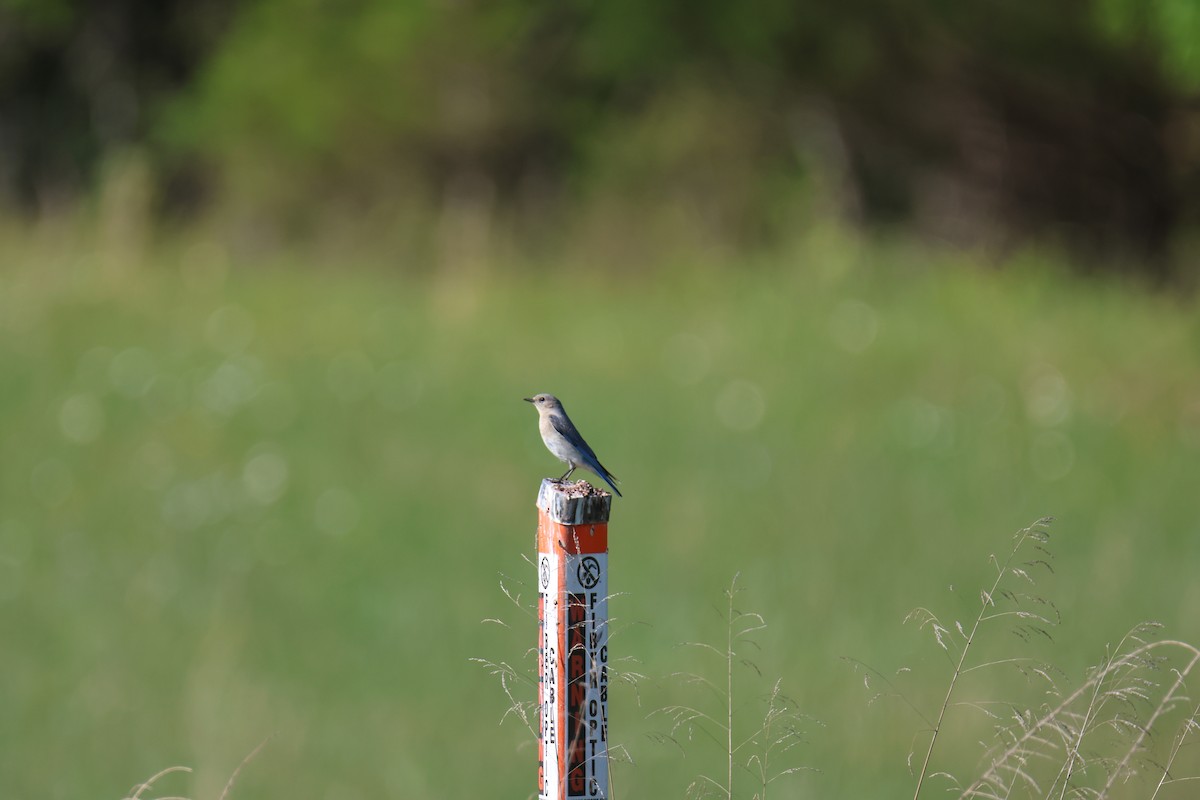 Mountain Bluebird - ML567486211