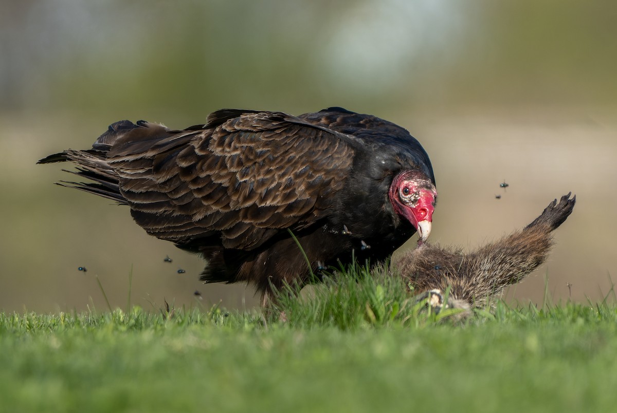 Turkey Vulture - ML567486781