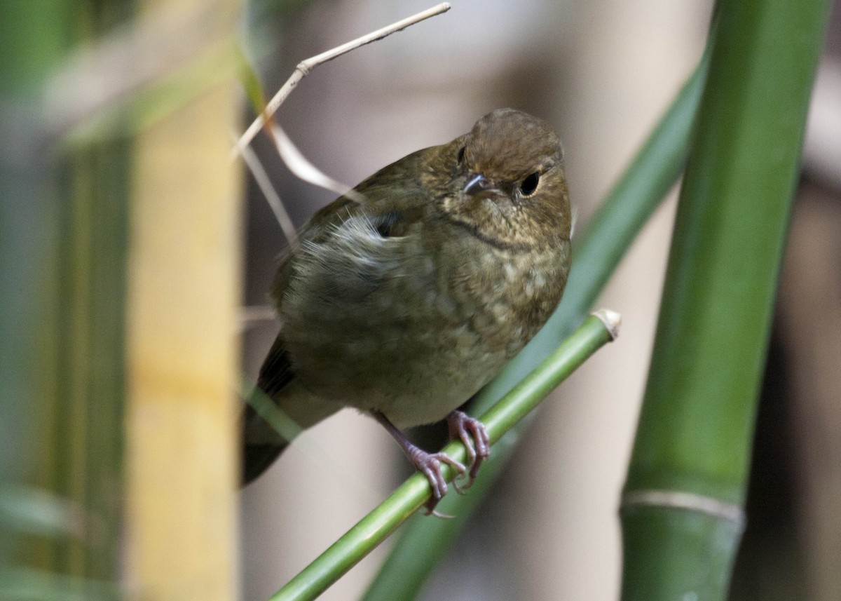 Rufous-headed Robin - Rob Martin