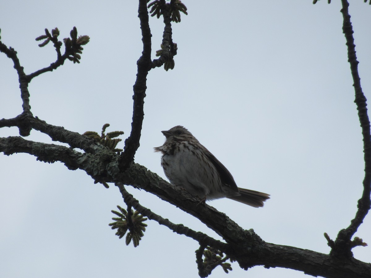 Song Sparrow - ML567488921