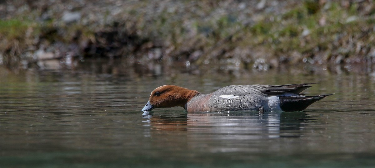 Eurasian Wigeon - ML56748911