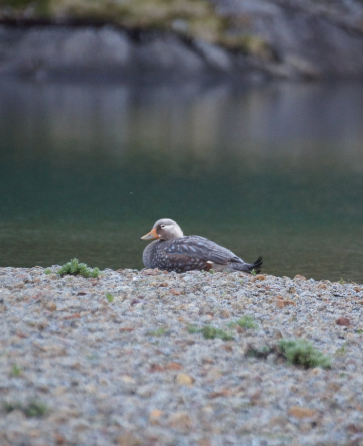 patagoniaskovleand - ML567489621