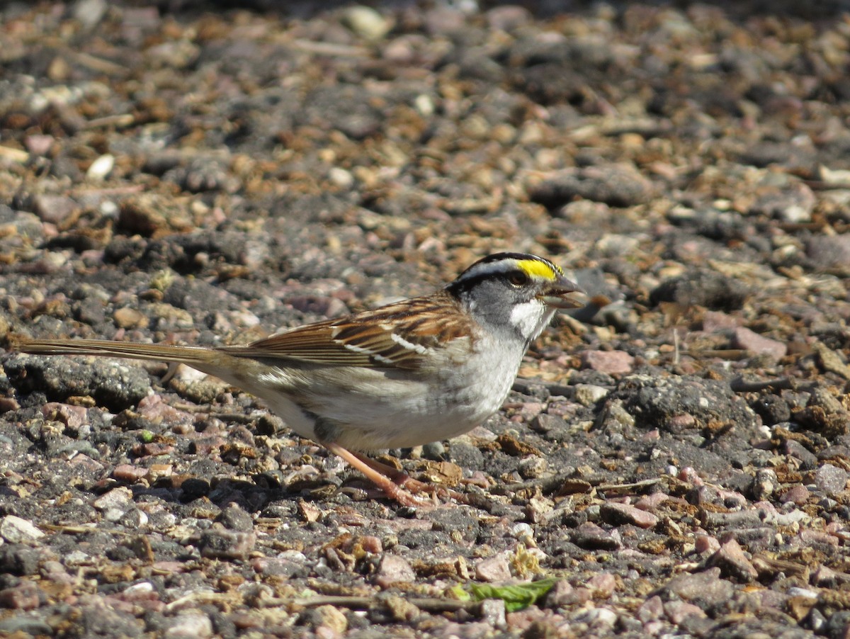 White-throated Sparrow - ML567490131