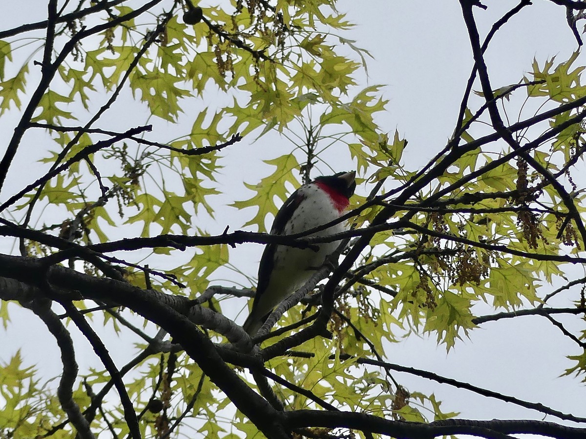 Rose-breasted Grosbeak - ML567491421