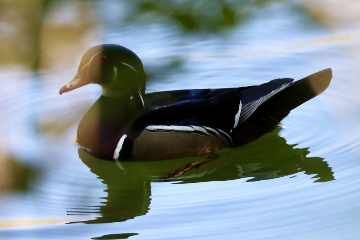 Wood Duck - ML567491931