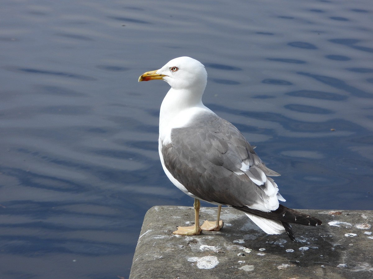 Lesser Black-backed Gull - Zhuofei Lu