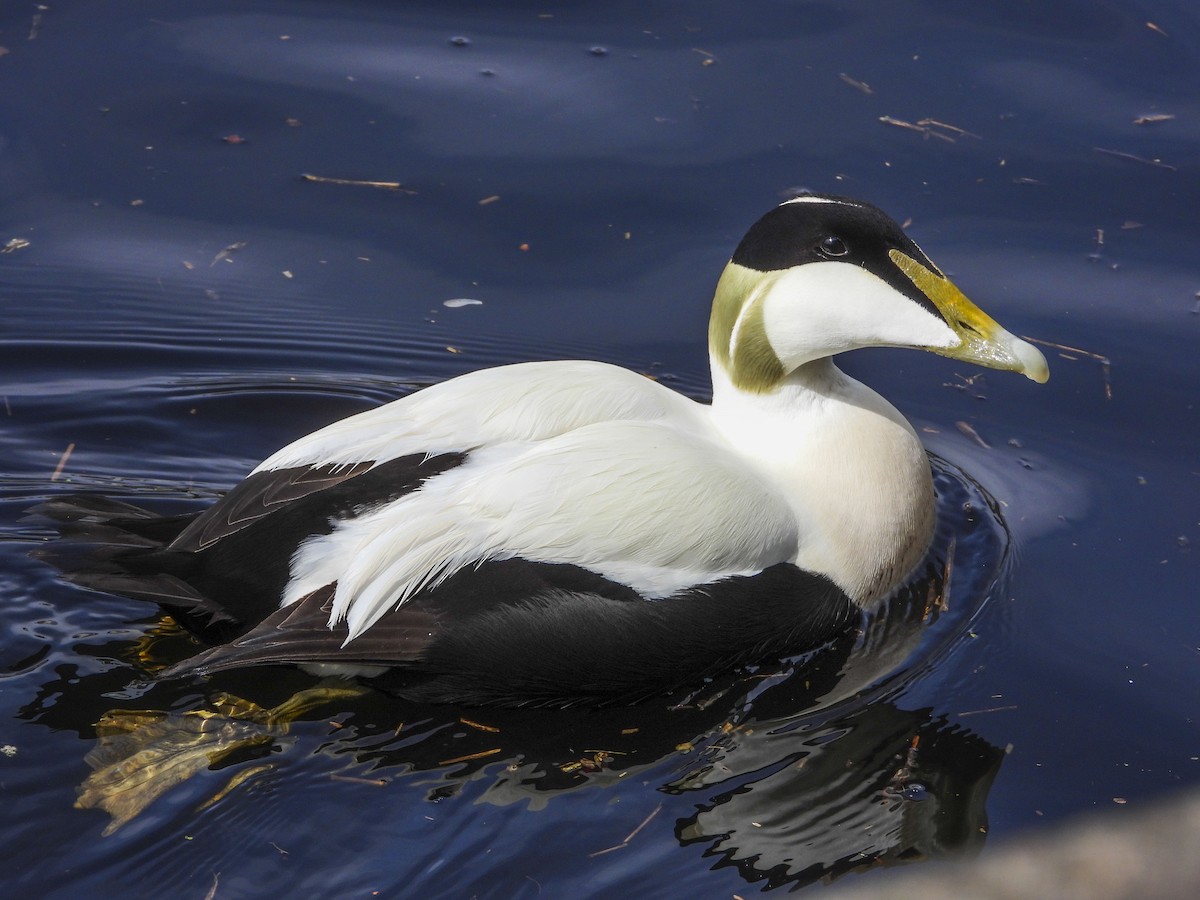 Common Eider (Eurasian) - ML567492241