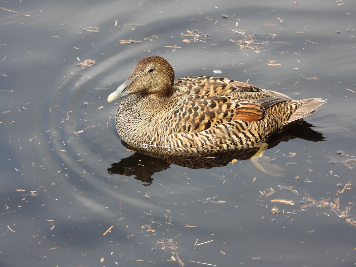 Common Eider (Eurasian) - ML567492371