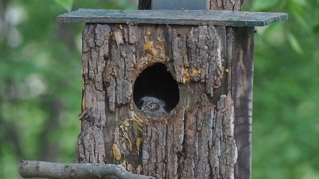 Eastern Screech-Owl - ML567494161