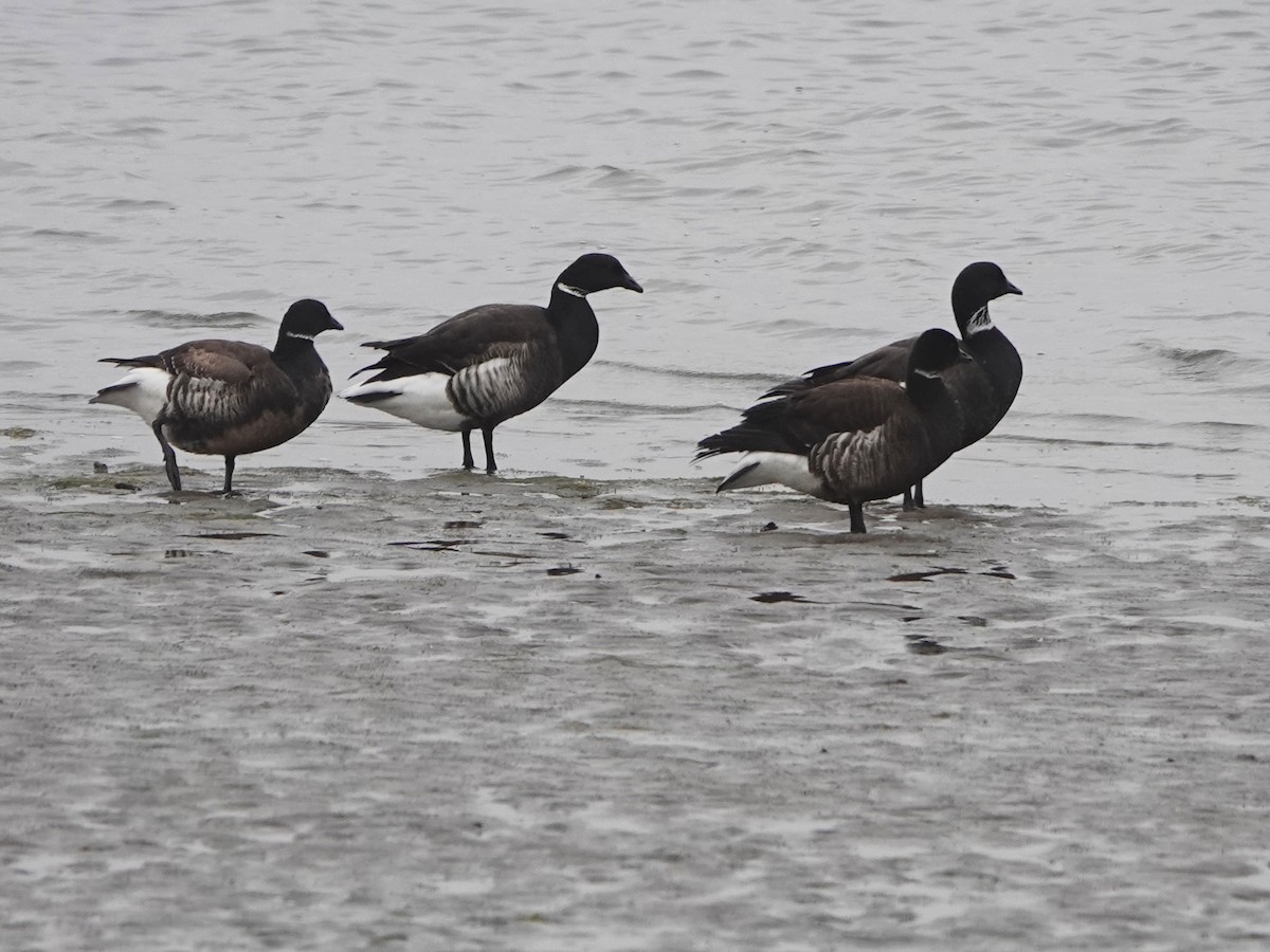 Branta musubeltza - ML567494991