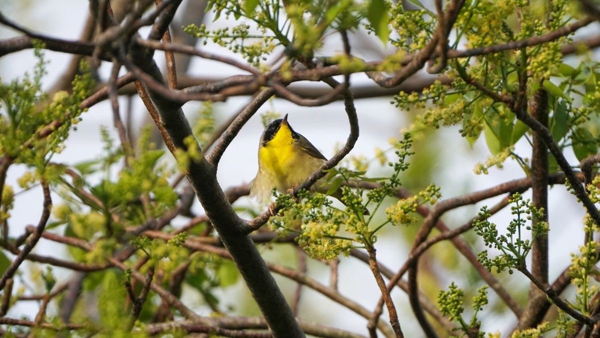 Common Yellowthroat - ML567495241