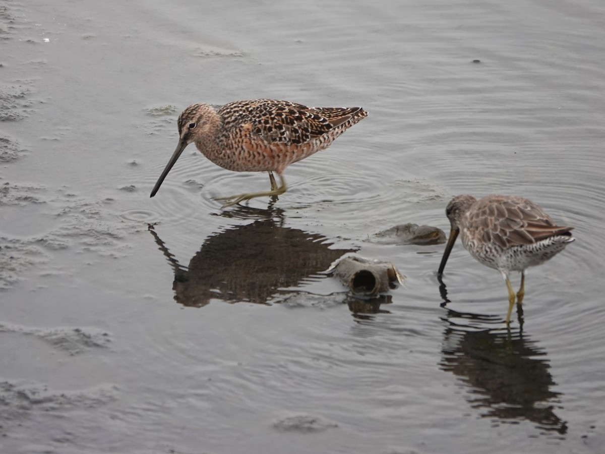Long-billed Dowitcher - ML567495381