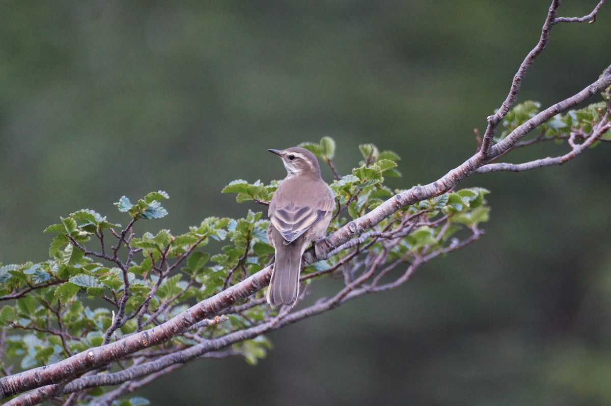 Buff-winged Cinclodes - Eduardo Quintanilla