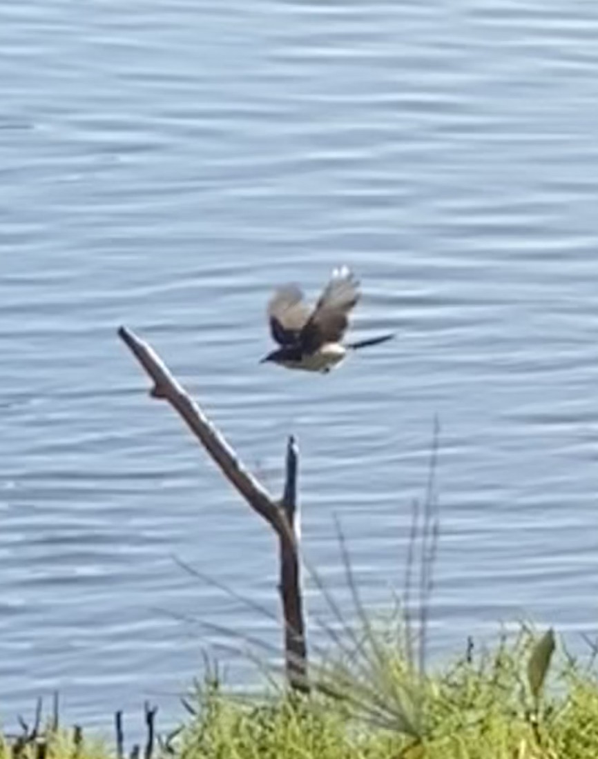 Restless Flycatcher - Jack Palma