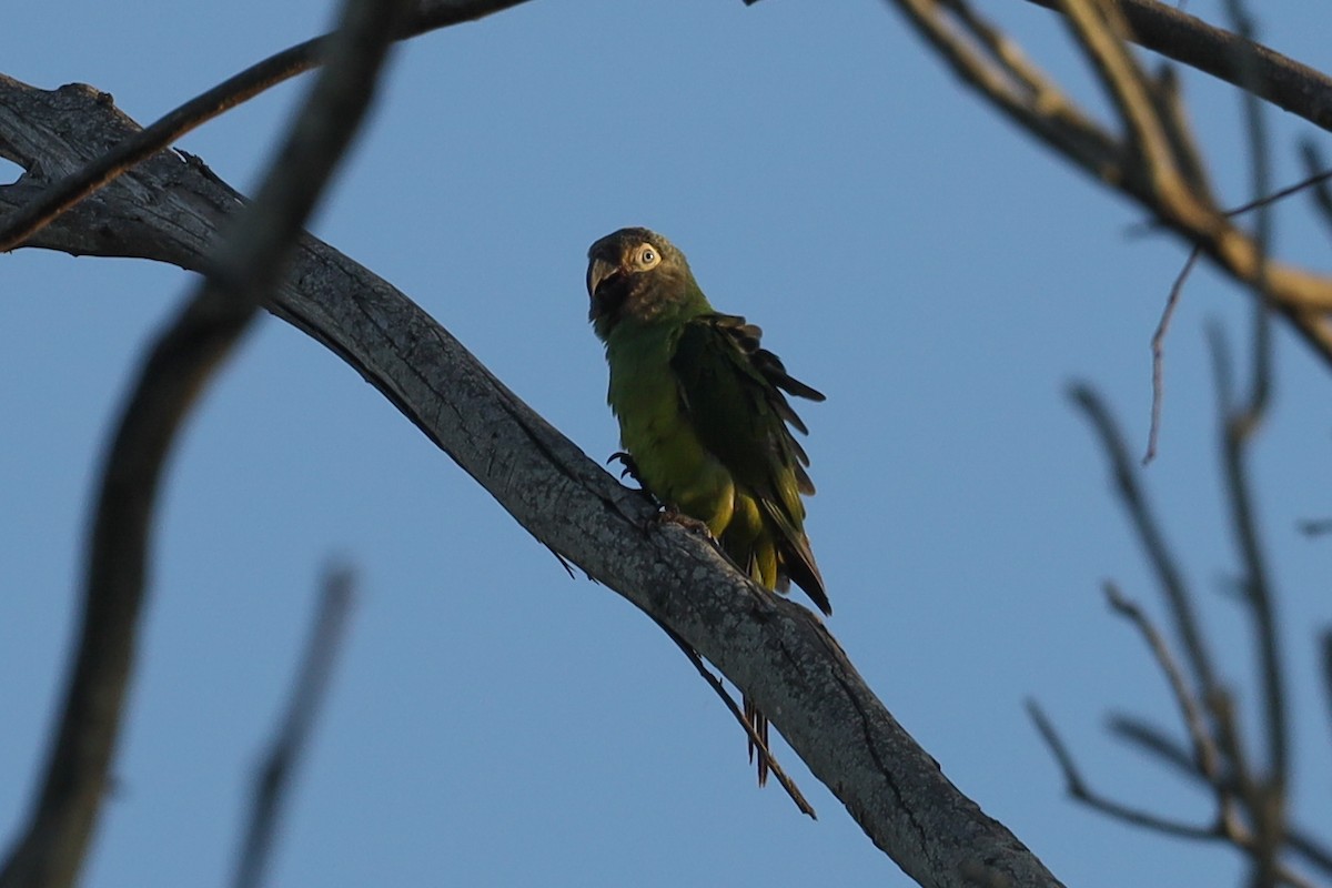 aratinga tmavohlavý - ML567498611