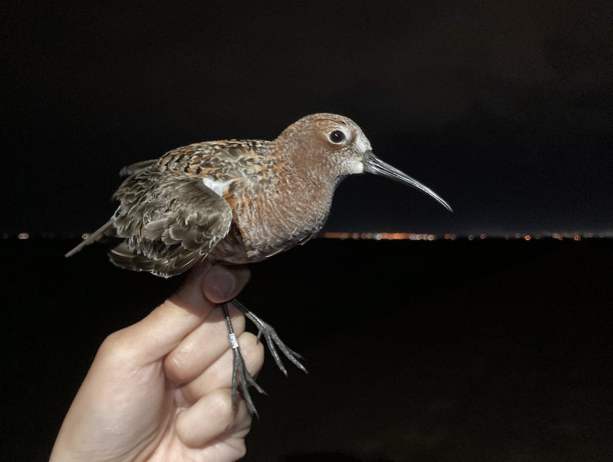 Curlew Sandpiper - ML567499191