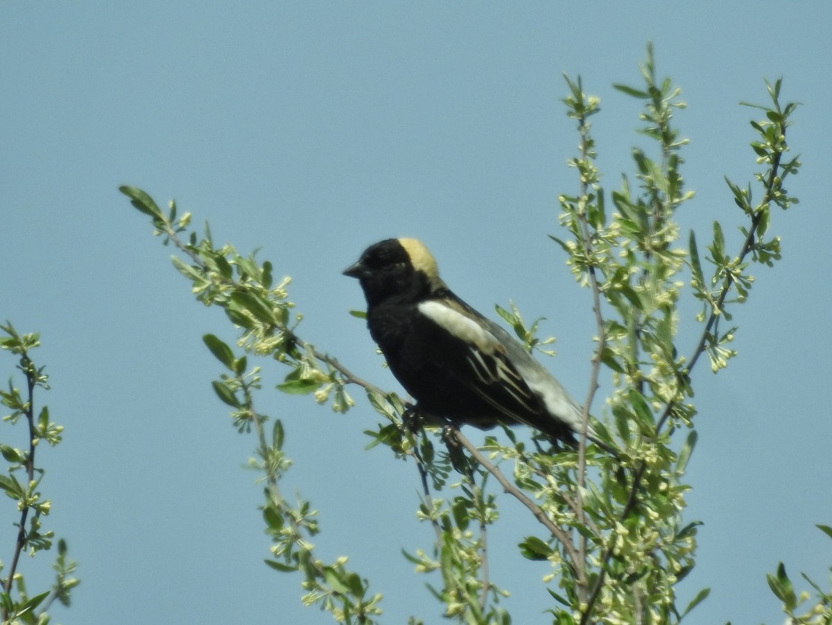 Bobolink - ML567500561