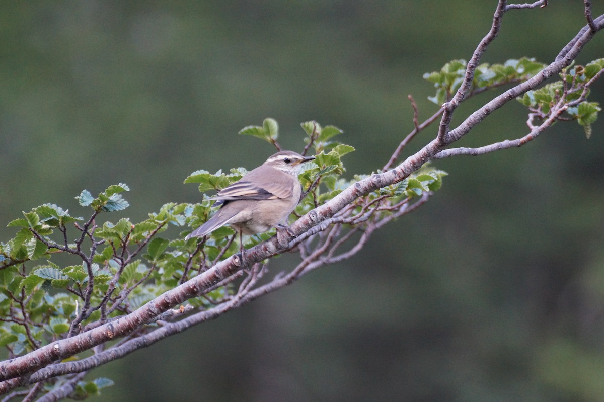 Buff-winged Cinclodes - ML567500581