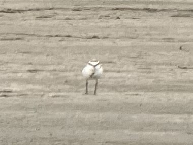 Snowy Plover - ML567501441