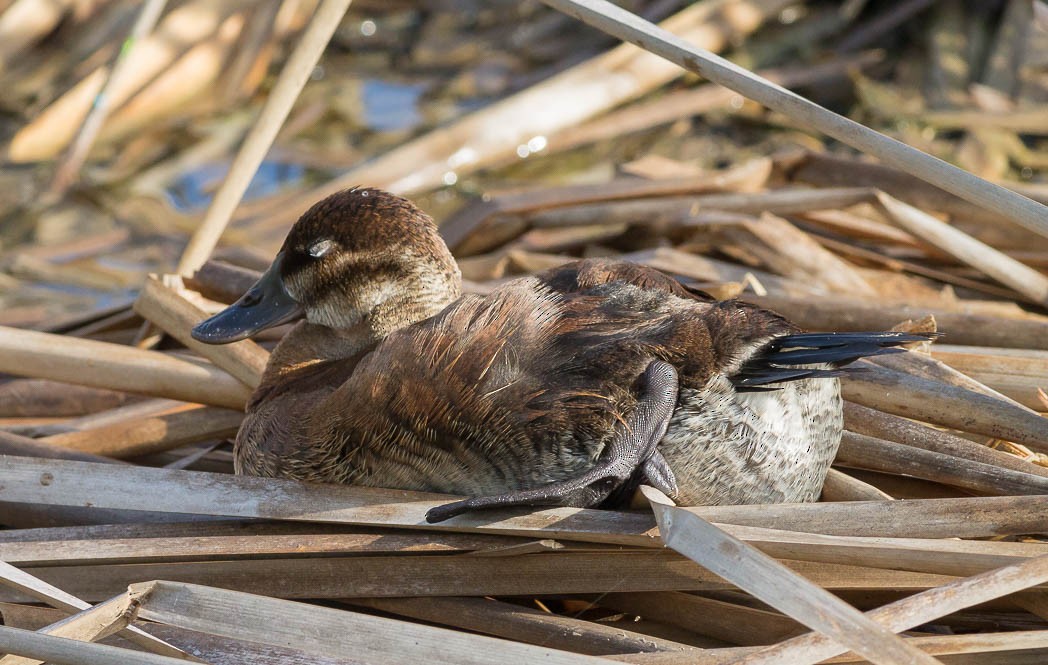 Ruddy Duck - ML56750211