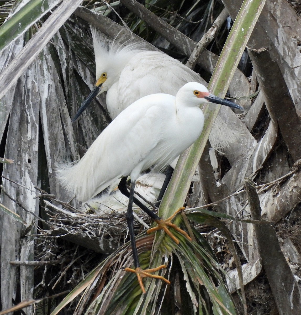 Snowy Egret - ML567502201