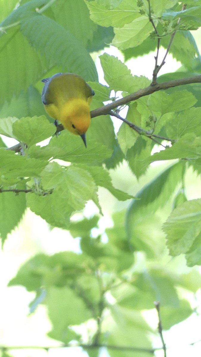 Prothonotary Warbler - ML567502261