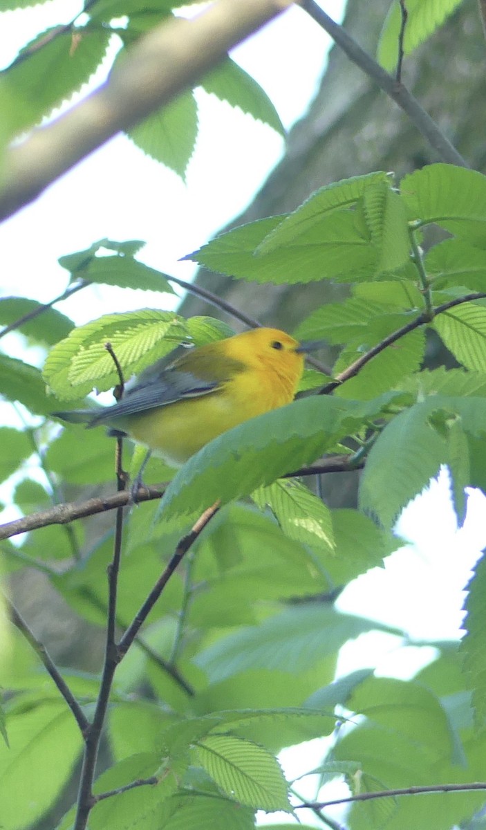 Prothonotary Warbler - ML567502271