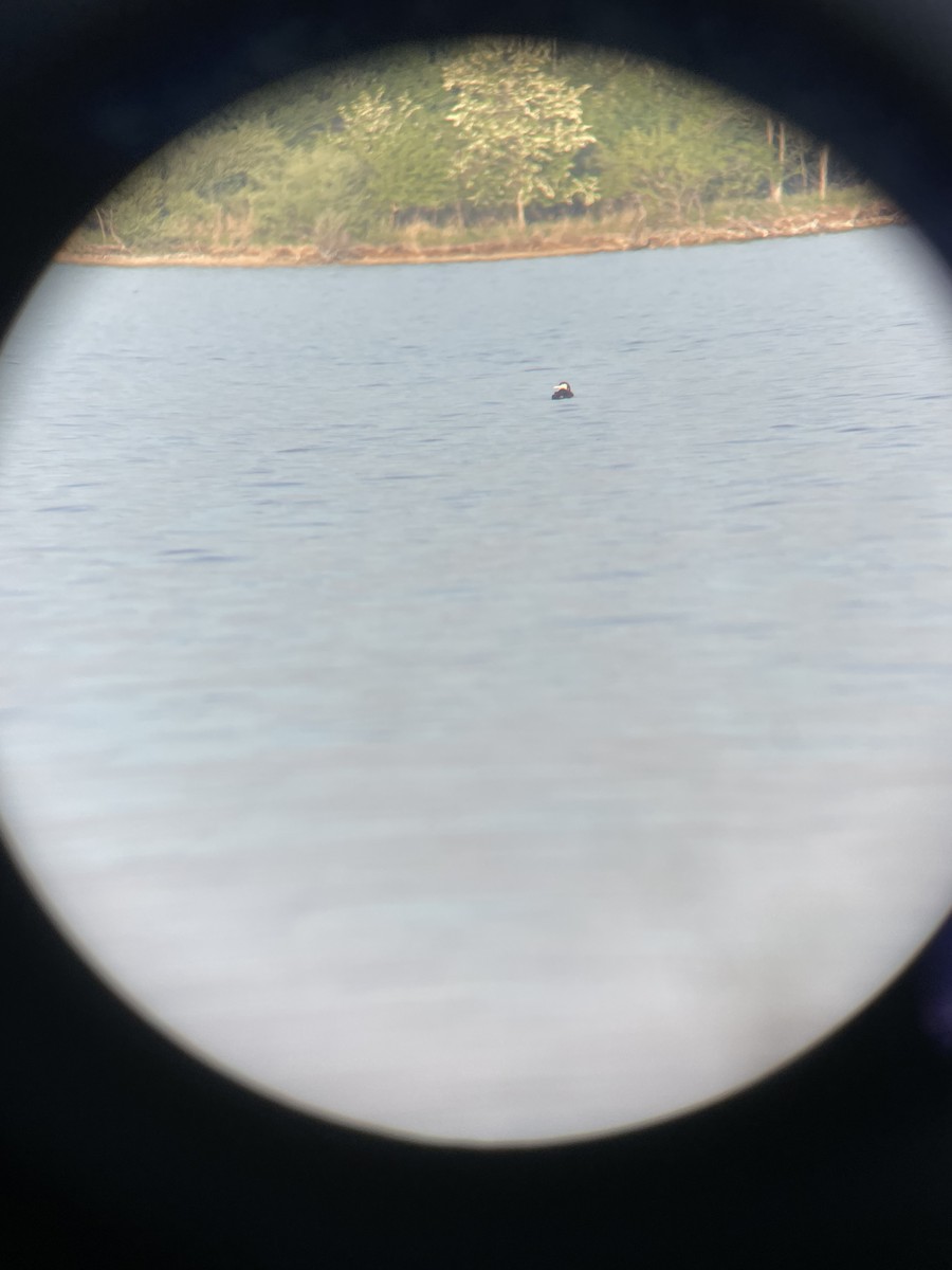 Common Loon - ML567502671