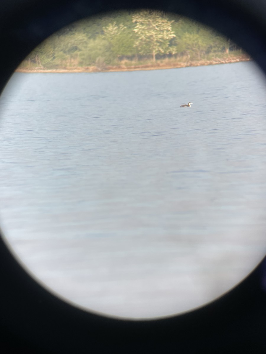 Common Loon - ML567503251