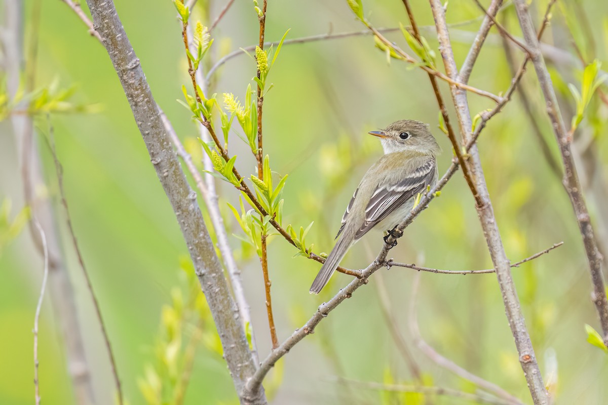 Least Flycatcher - Matt Saunders