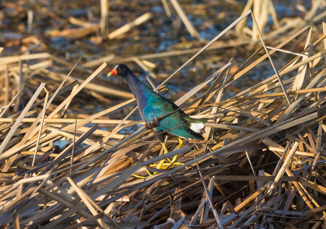 Purple Gallinule - ML56750361