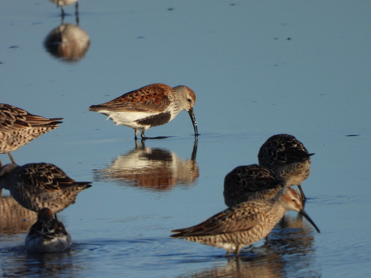 Dunlin - ML567503891