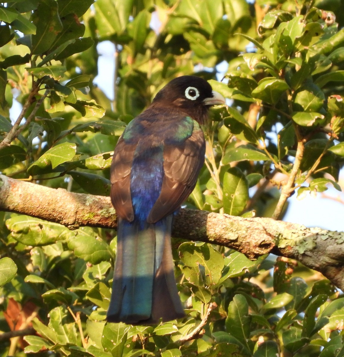 Black-headed Trogon - ML567504181