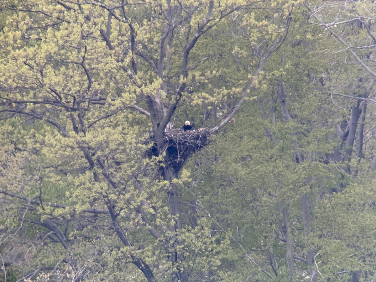 Weißkopf-Seeadler - ML567504311