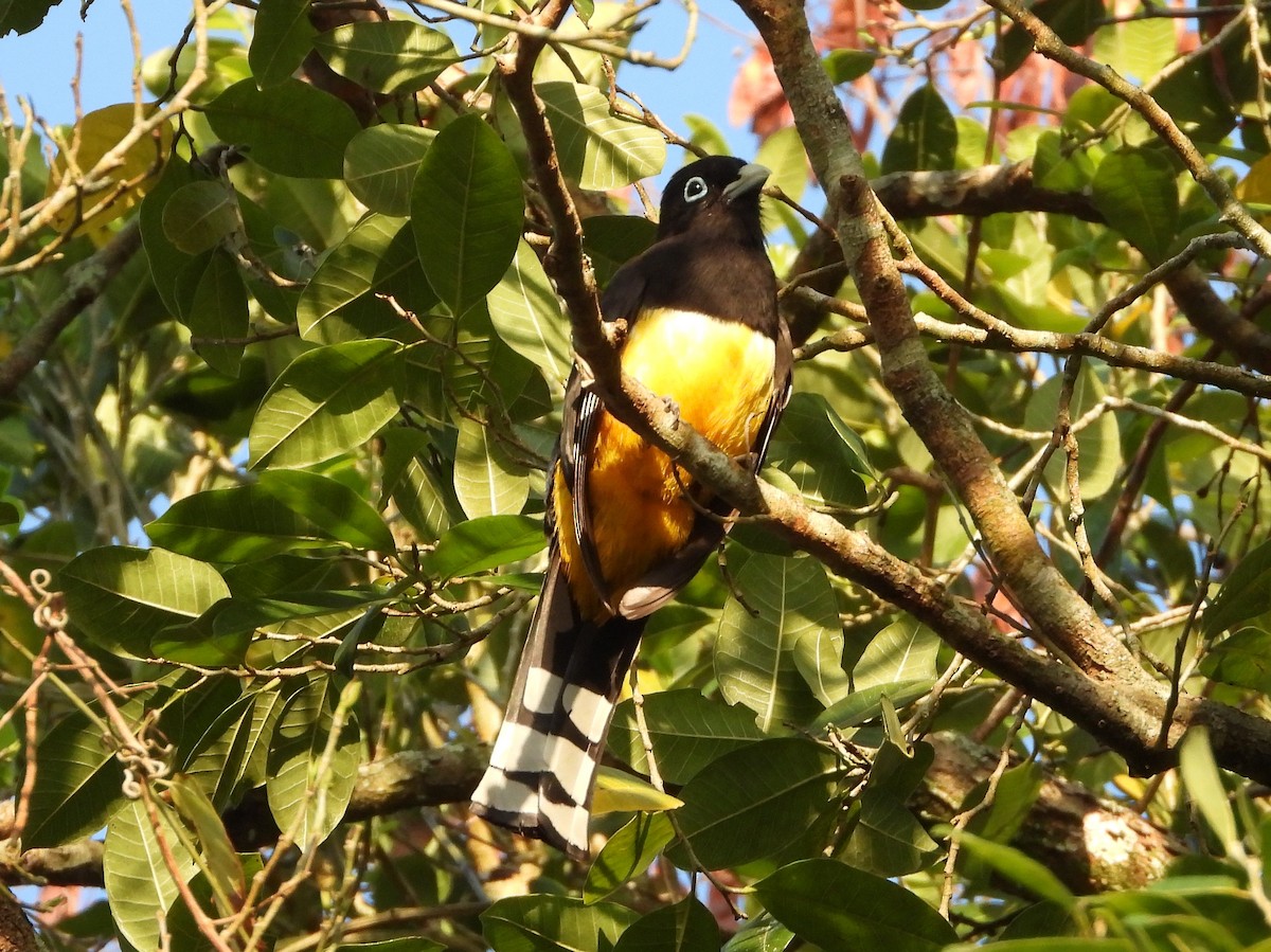 Black-headed Trogon - ML567504331