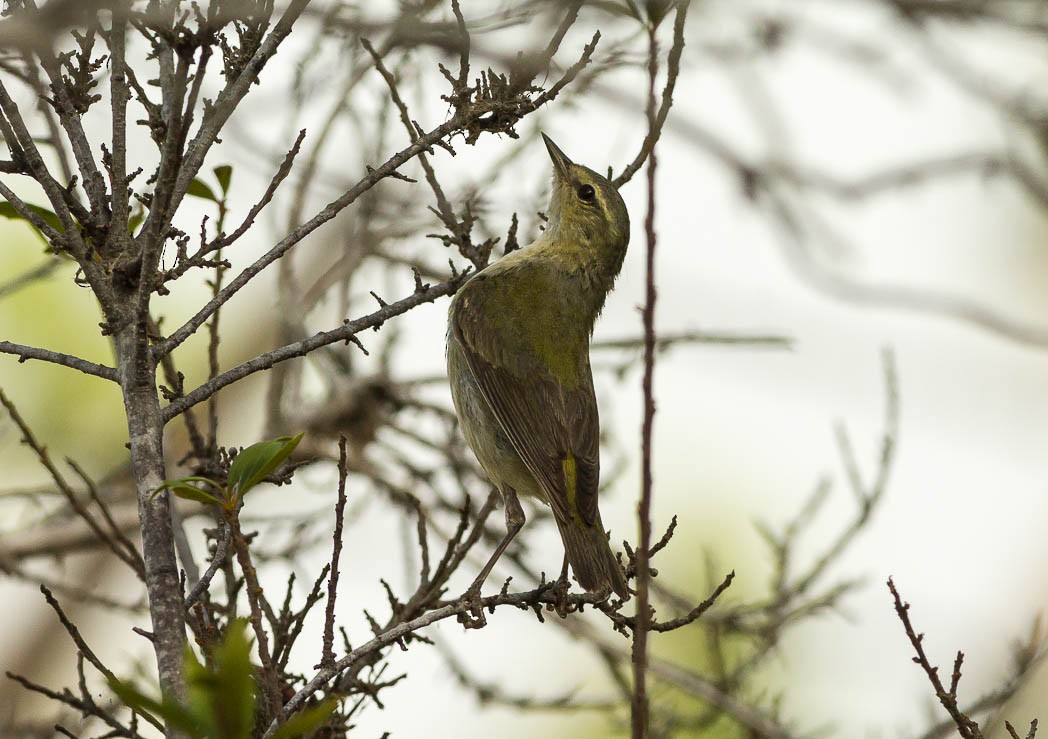 Tennessee Warbler - Damon Williford