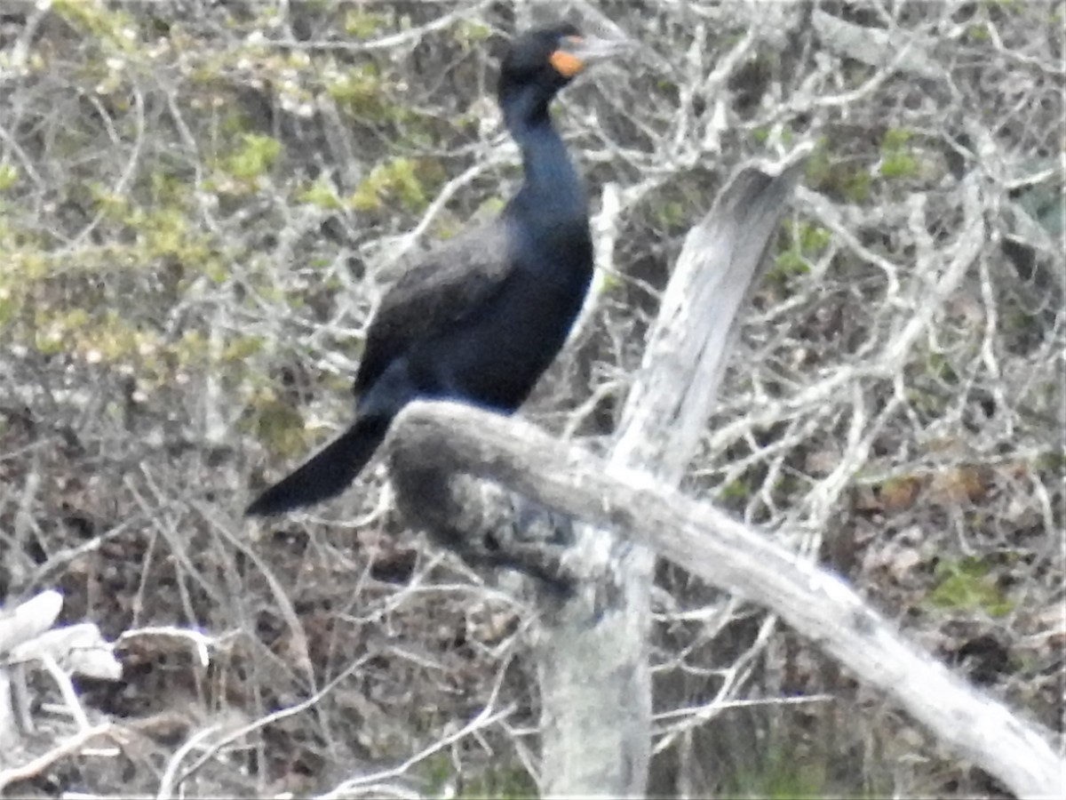 Double-crested Cormorant - Dennis S Main
