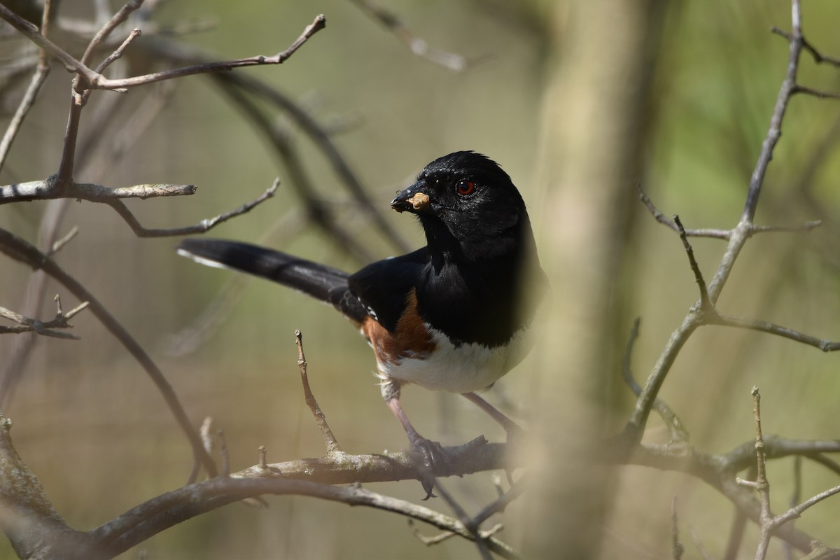 Eastern Towhee - ML567506871