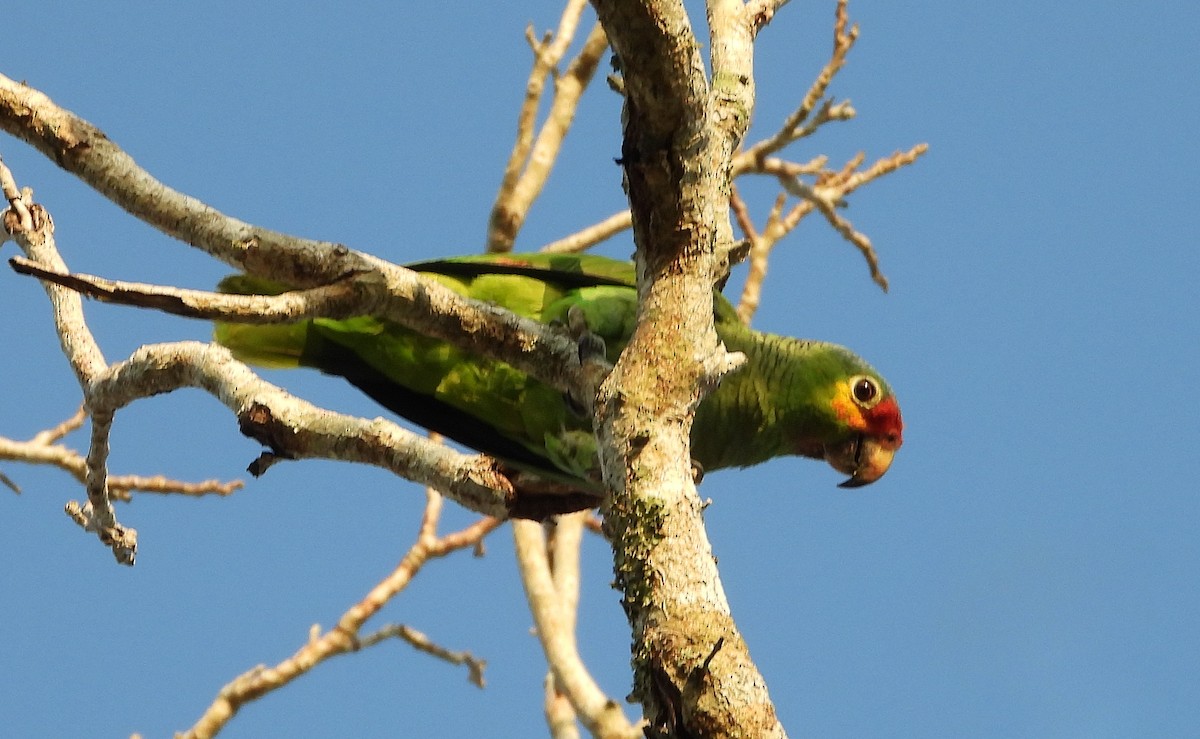 キホオボウシインコ - ML567507191