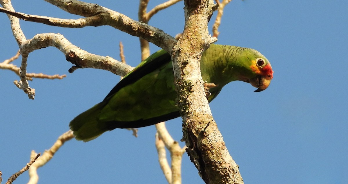 Red-lored Parrot - Ron Furnish