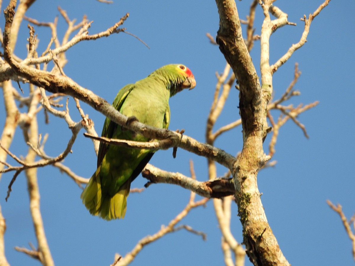 Red-lored Parrot - Ron Furnish