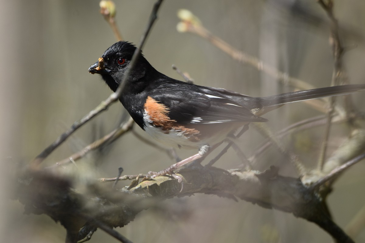 Eastern Towhee - ML567507611